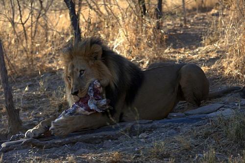 Дмитрий Медведев стал фотографом