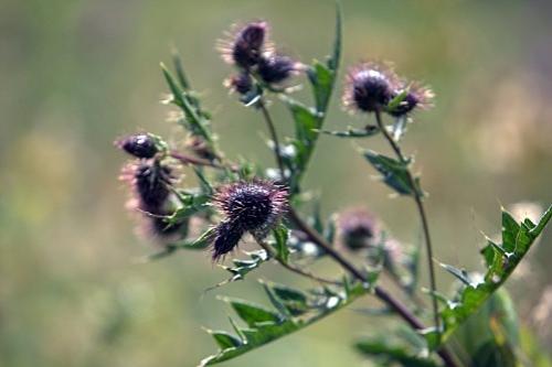 Дмитрий Медведев стал фотографом