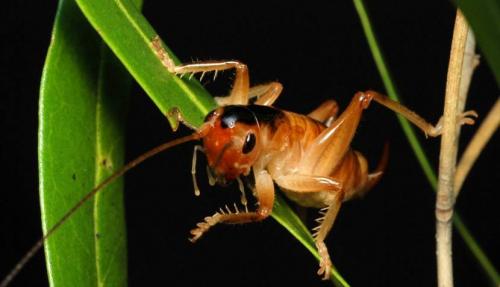 Ученые назвали 10 самых странных животных на Земле