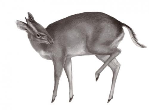 Ученые назвали 10 самых странных животных на Земле