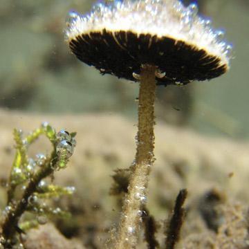 Ученые назвали 10 самых странных животных на Земле