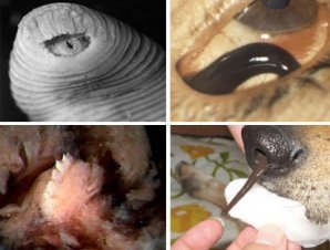 Ученые назвали 10 самых странных животных на Земле