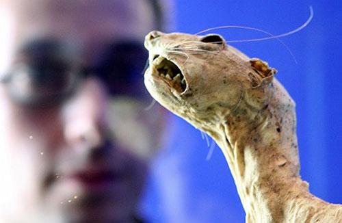 Мумии — мечта о вечной жизни