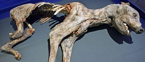 Мумии — мечта о вечной жизни