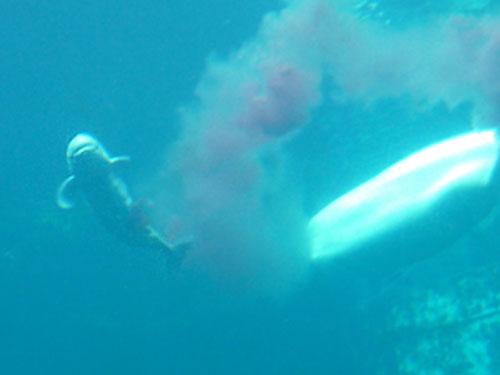 Рождение малыша-гиганта — белого кита