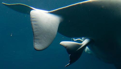 Рождение малыша-гиганта — белого кита