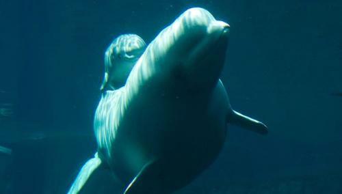 Рождение малыша-гиганта — белого кита
