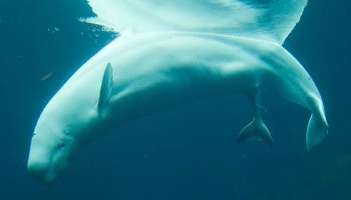 Рождение малыша-гиганта — белого кита