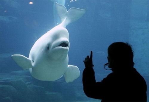 Рождение малыша-гиганта — белого кита