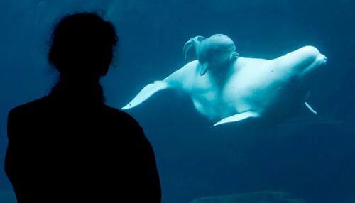 Рождение малыша-гиганта — белого кита