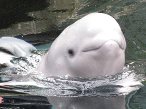 Рождение малыша-гиганта — белого кита