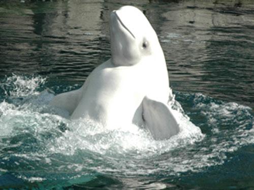 Рождение малыша-гиганта — белого кита