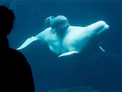 Рождение малыша-гиганта — белого кита