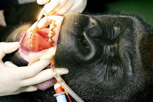 Животные у стоматолога
