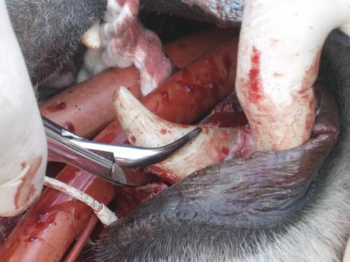 Животные у стоматолога