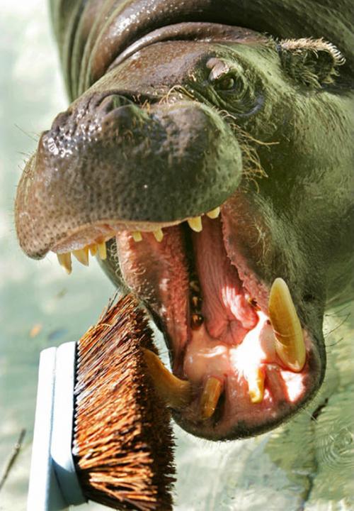 Животные у стоматолога