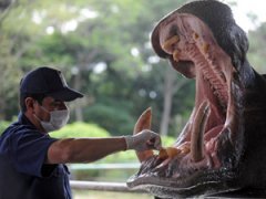 Животные у стоматолога