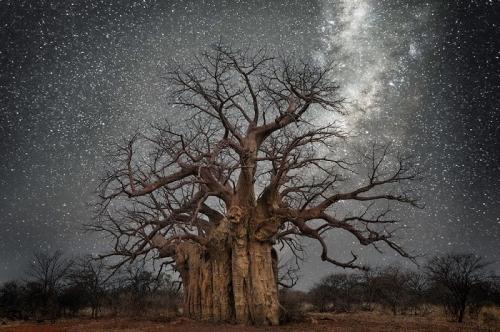 Древние гиганты Земли на снимках фотографа Бет Мун