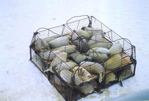 Концлагеря бельков на архангельской земле