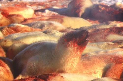 Концлагеря бельков на архангельской земле