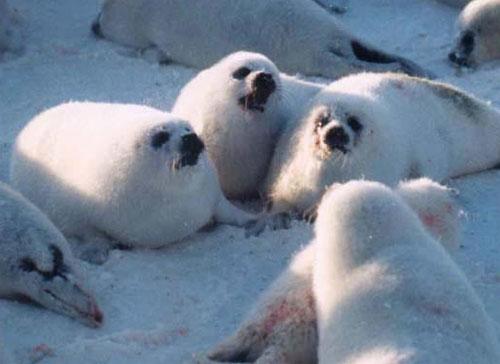 Концлагеря бельков на архангельской земле
