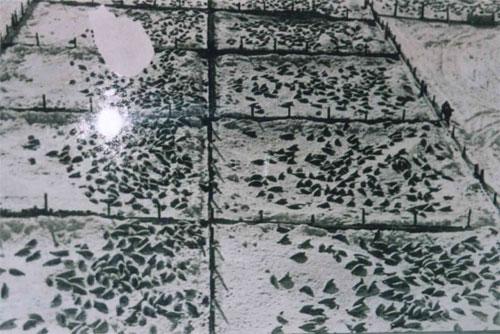 Концлагеря бельков на архангельской земле