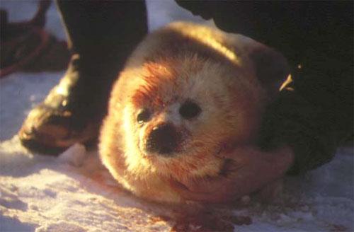 Концлагеря бельков на архангельской земле