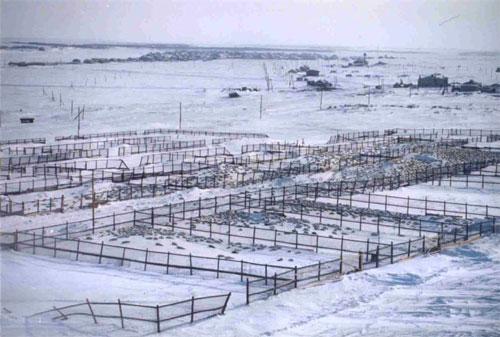 Концлагеря бельков на архангельской земле