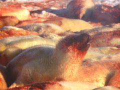 Концлагеря бельков на архангельской земле