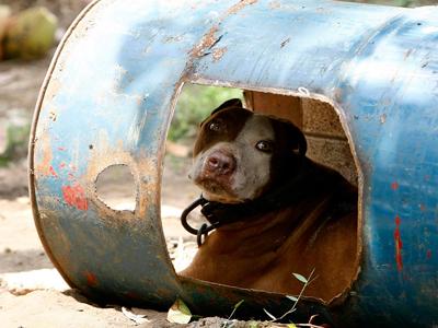 На Филиппинах защитники животных обнаружили собачий «концлагерь»