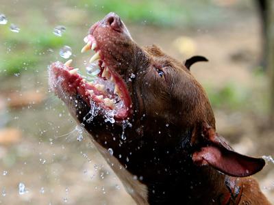 На Филиппинах защитники животных обнаружили собачий «концлагерь»