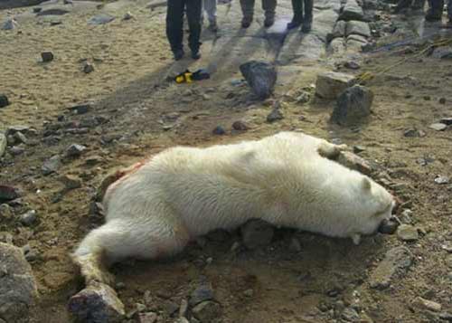 К счастью,&nbsp;раненное животное бросилось вон из палатки - если бы медведь ринулся в агонии на своего обидчика, в живых бы не остался ни тот, ни другой...&nbsp;