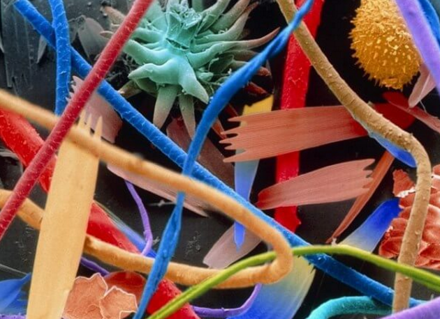 29 фантастических снимков предметов и существ под микроскопом