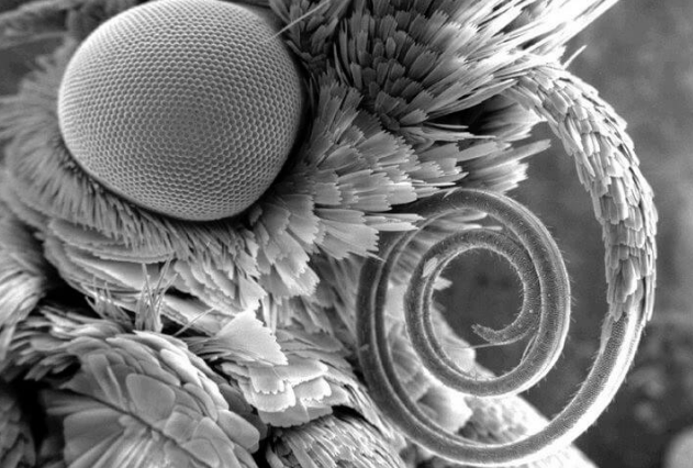 29 фантастических снимков предметов и существ под микроскопом