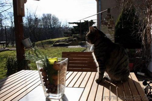 По улицам Европы гуляют кошки-фотографы