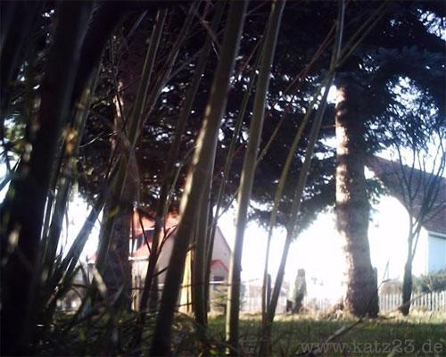 По улицам Европы гуляют кошки-фотографы