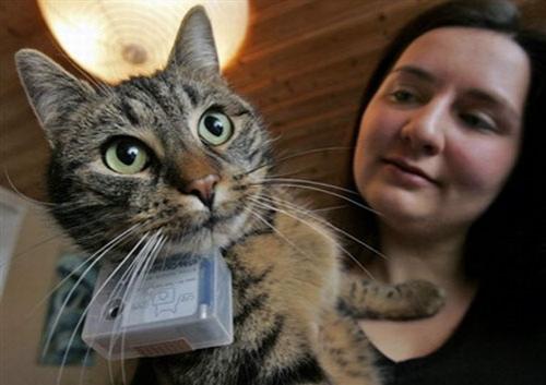 По улицам Европы гуляют кошки-фотографы