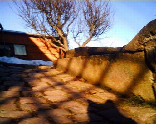 По улицам Европы гуляют кошки-фотографы