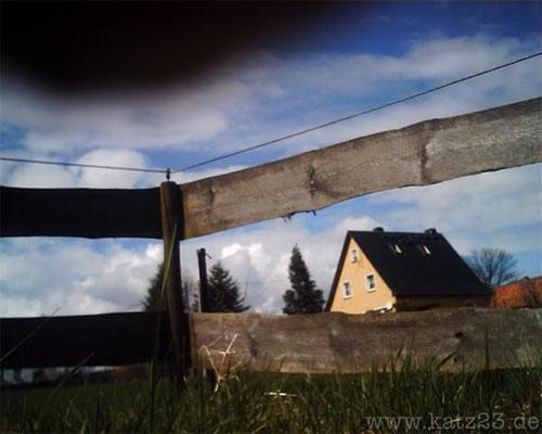 По улицам Европы гуляют кошки-фотографы