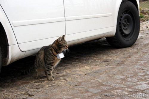 По улицам Европы гуляют кошки-фотографы