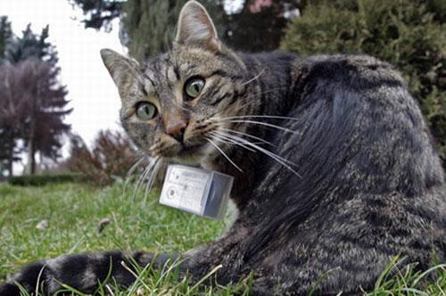 По улицам Европы гуляют кошки-фотографы