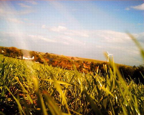 По улицам Европы гуляют кошки-фотографы