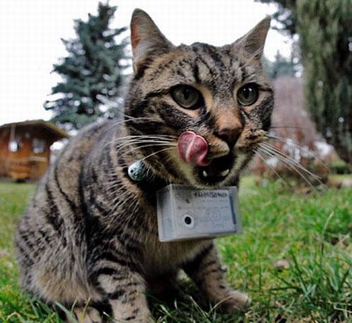 По улицам Европы гуляют кошки-фотографы