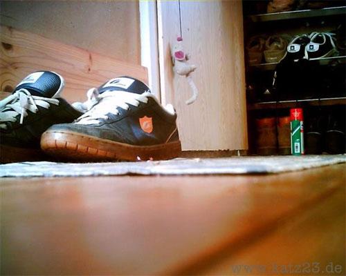 По улицам Европы гуляют кошки-фотографы