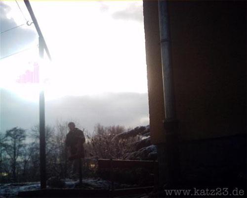 По улицам Европы гуляют кошки-фотографы