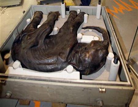 Мамонтенок Дима — единственный в мире