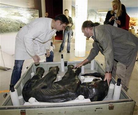 Мамонтенок Дима — единственный в мире