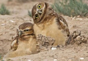 Необычный конкурс Comedy Wildlife Photography Awards 2019