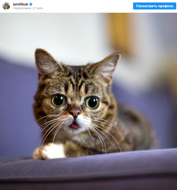 Топ-10 инстаграм-аккаунтов самых популярных котов и кошек