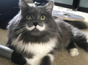 Топ-10 инстаграм-аккаунтов самых популярных котов и кошек